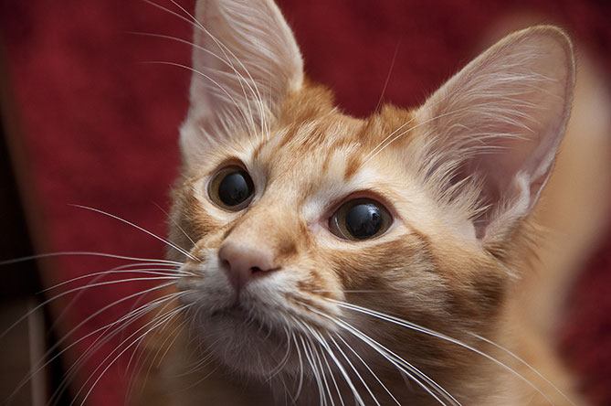 7 Hypoallergenic Cats for People Who 
