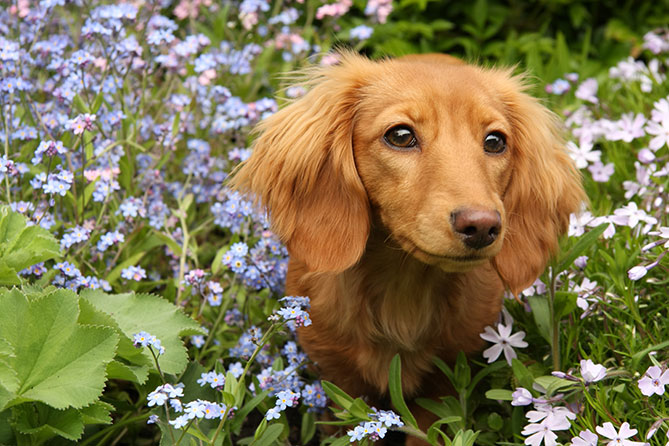 yard plants safe for dogs