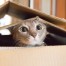 PetSecure - 10 Ways to Keep Your Cat Entertained While You’re Out of the House