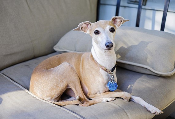 9 Low Maintenance Dogs for People Who Live in Apartments ...