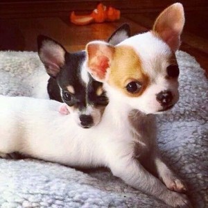 low maintenance small dog breeds