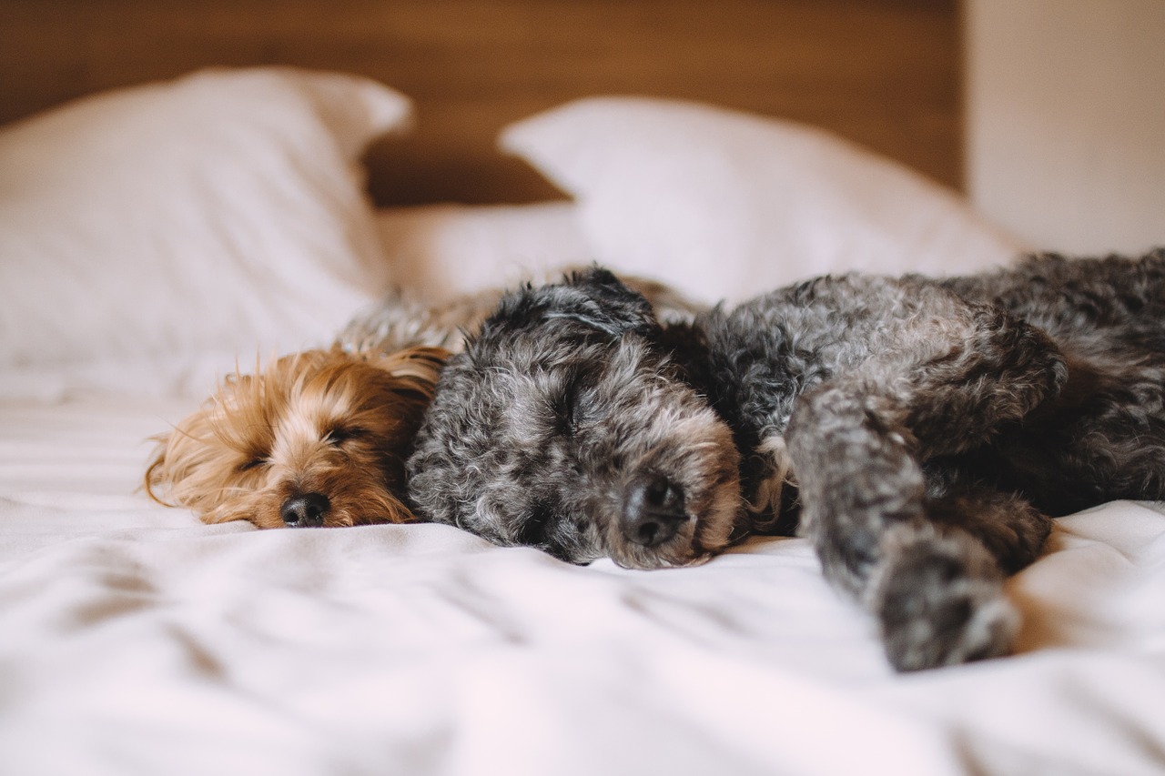 how-much-sleep-do-dogs-need-petsecure