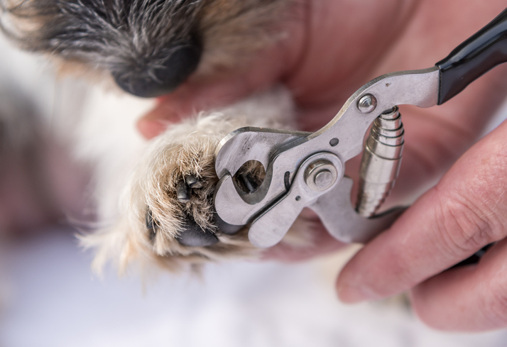 dog nail grooming