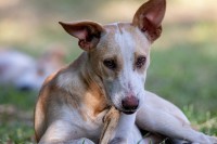 chien mâchant un bâton