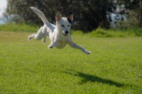 cane che salta all'aperto